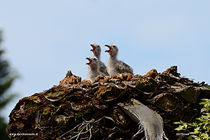 Fotografia di pulli di Gabbiano Reale Mediterraneo nel nido