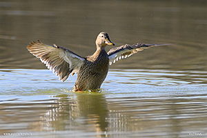 Germano reale femmina danza in acqua