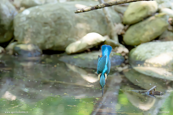 Martin pescatore tuffo verticale