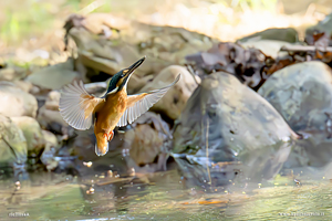 Martin pescatore riemerge dall'acqua