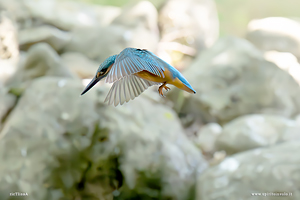 Martin pescatore in volo
