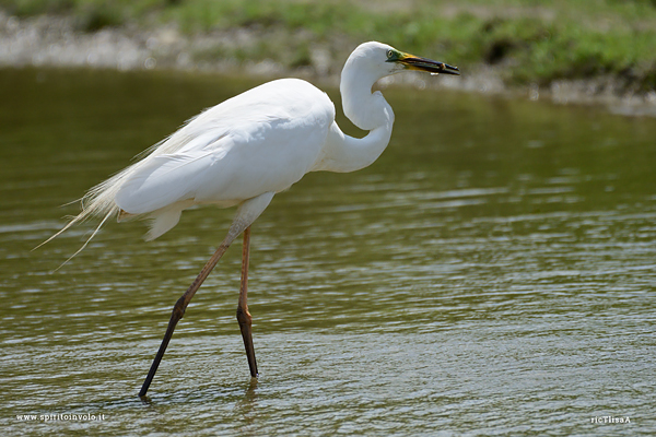 Foto di Airone bianco maggiore in un fiume