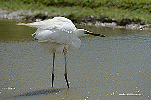 Foto di Airone bianco maggiore in un fiume