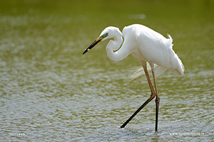 Photo of Western Great Egret