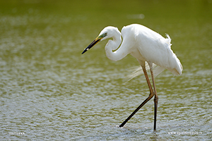 Foto di Airone bianco maggiore in un fiume