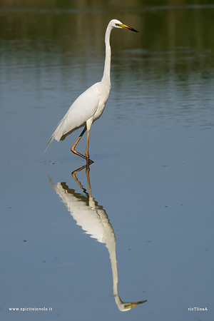 Foto di Airone bianco maggiore in un fiume