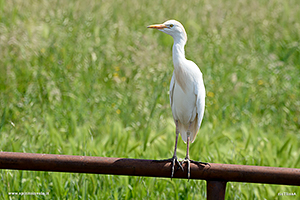 Foto di Airone guardabuoi su un palo