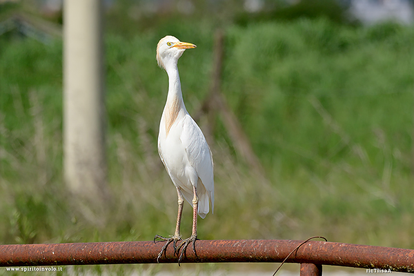 Foto di Airone guardabuoi su un palo