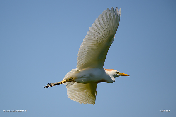 Photo of Cattle Egret