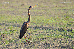 Fotografia di Airone rosso in un campo