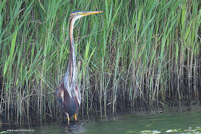 Airone rosso cammina nel canneto