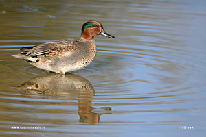 Fotografia di Alzavola in acqua