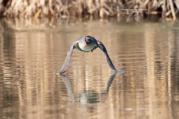 Fotografia di Alzavola in volo