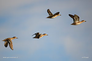 Fotografia di Alzavola in volo