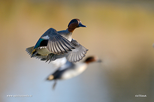 Fotografia di Alzavola in volo