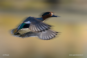 Fotografia di Alzavola in volo