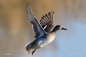 Fotografia di Alzavola in volo