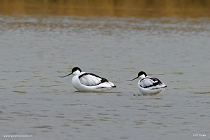 Coppia di Avocette in acqua