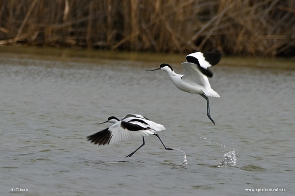 Coppia di Avocette in volo