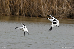 Coppia di Avocette in volo