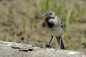  White Wagtail