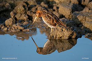 Fotografia di Beccaccino in un fiume