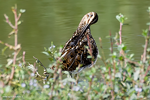 Fotografia di Beccaccino in un fiume