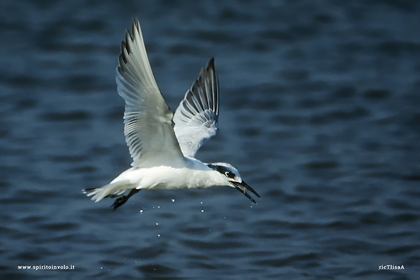 Fotografia di Beccapesci in volo sul mare