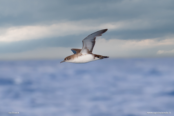 Berta minore in volo sul mare