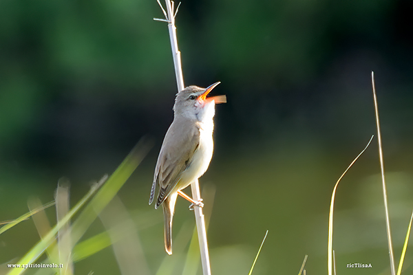 Fotografia di Cannaiola mentre canta 