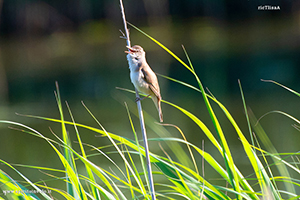 Fotografia di Cannaiola su una canna