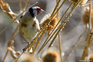 Photo of Eurasian Goldfinch