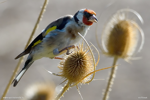 Photo of Eurasian Goldfinch