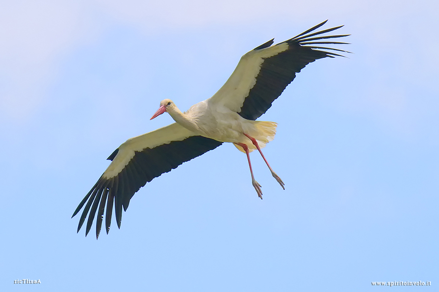 Cicogna Bianca in volo nel cielo