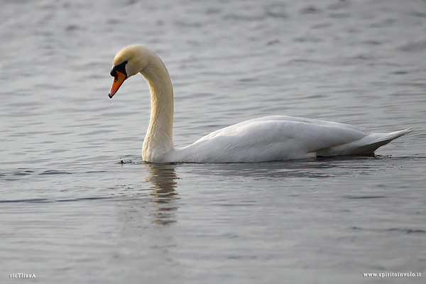 Cigno reale che nuota  nel lago