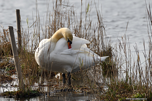 Cigno reale che nuota  nel lago