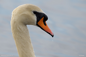 Cigno reale che nuota  nel lago