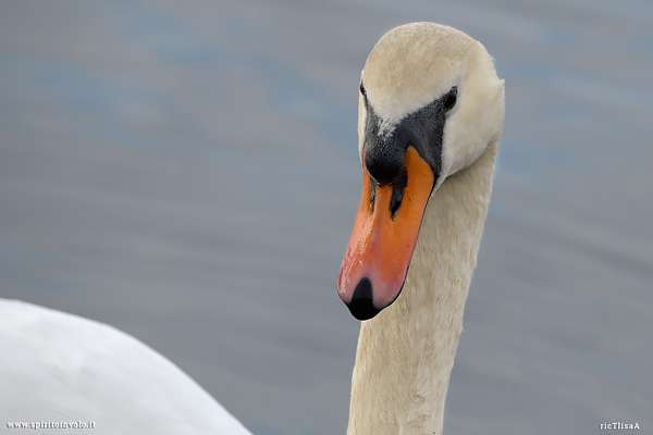 Cigno reale che nuota  nel lago