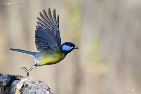 Fotografia di Cinciallegra in volo