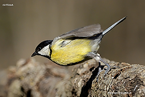 Fotografia di Cinciallegra in volo