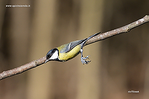 Fotografia di Cinciallegra in volo