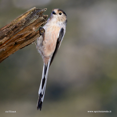 Fotografia di Codibugnolo aggrappato ad un ramo