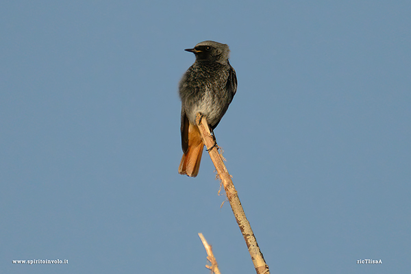 Bird photos Black Redstart