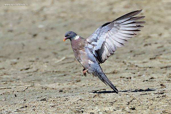 Fotografia di Colombaccio in volo