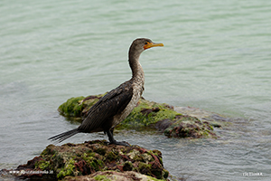 Foto di Cormorano orecchiuto su uno scoglio