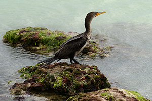 Foto di Cormorano orecchiuto su uno scoglio