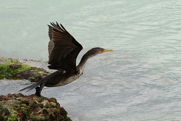 Foto di Cormorano orecchiuto mentre spicca il volo