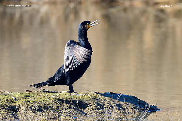 Foto di Cormorano mentre si aciuga le ali