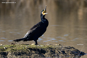 Foto di Cormorano mentre canta