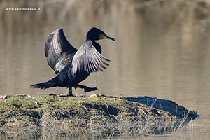 Foto di Cormorano mentre si aciuga le ali